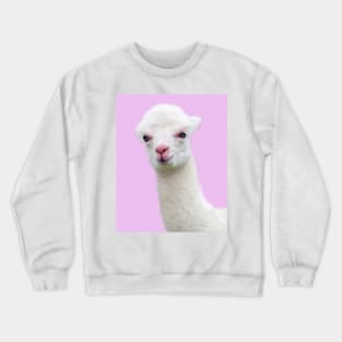 Baby Alpaca with pink background Crewneck Sweatshirt